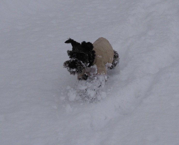[Emmi in the snow2[2].jpg]