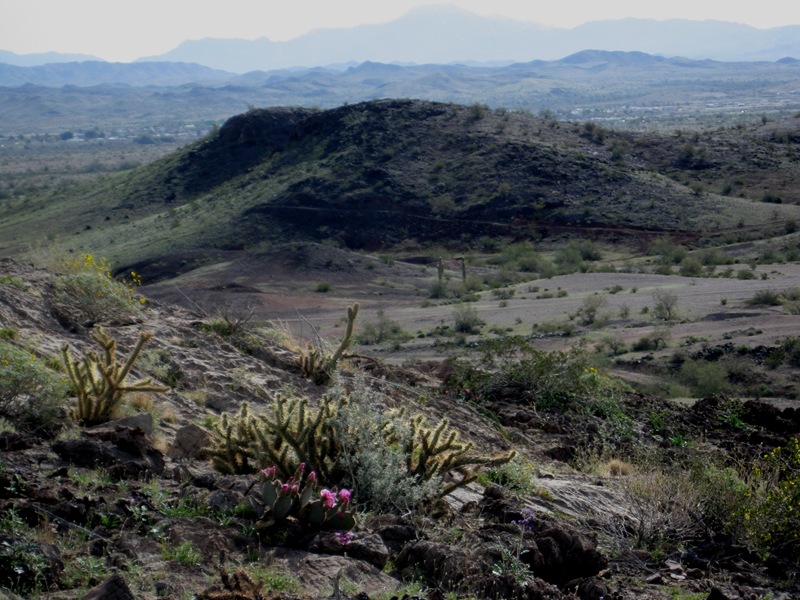 [Blooming desert2[3].jpg]