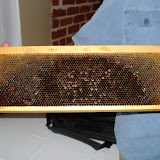 A Brood Frame, the Equivalent of the Bee Colony's Nursery. Note the concentric pattern (from center to periphery: scattered pupae, uncapped honey, pollen)