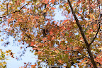 2009.01.13 石門水庫紅楓行