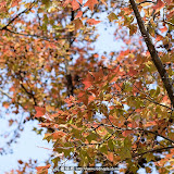 2009.01.13 石門水庫紅楓行