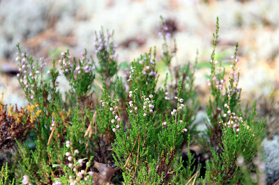 Долго нам будет Карелия сниться... 