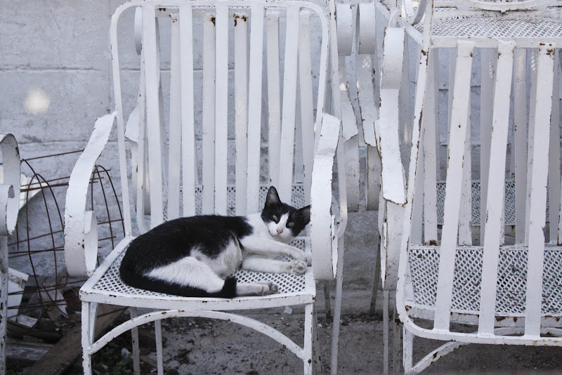 cat cat