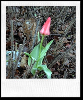 Tulip single tulip among rose thorns in rain canal Ottawa April 2010 DSCN5533