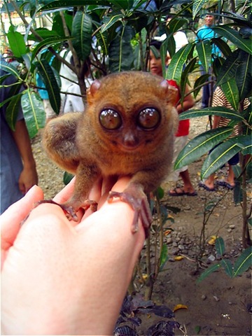[tarsier_worlds_smallest_monkey[2].jpg]