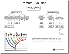 primate_tree