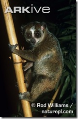 Pygmy-loris-
