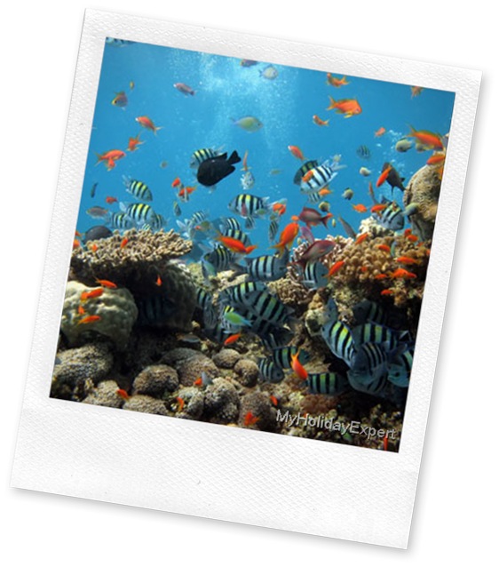 underwater-coral-reef
