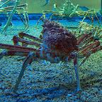 日本蜘蛛蟹(Japanese spider crab)