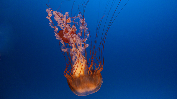 這是琥珀色、有24條觸鬚的Pacific sea nettle (Chrysaora fuscescens)。