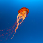 Pacific sea nettle (Chrysaora fuscescens)