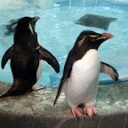 Southern Rockhopper Penguin (Eudyptes chrysocome)