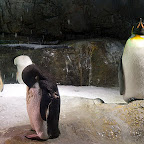國王企鵝(King Penguin)