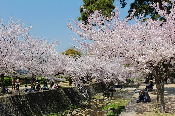 河川兩岸都種滿櫻花