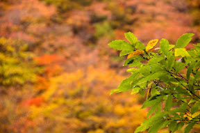 DSC_5286.jpg