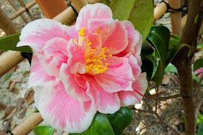 名為「光源氏(ヒカルゲンジ)」的山茶屬植物