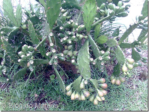 Cacto Cacto