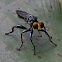 robber fly