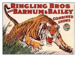 [Ringling Bros Tiger[5].jpg]
