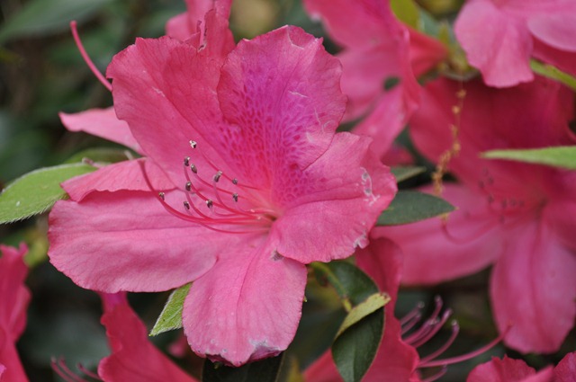 DSC_0629 DSC_0629