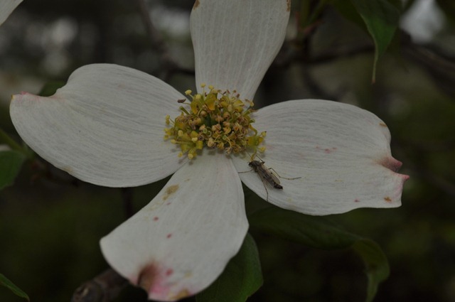 DSC_0632 DSC_0632