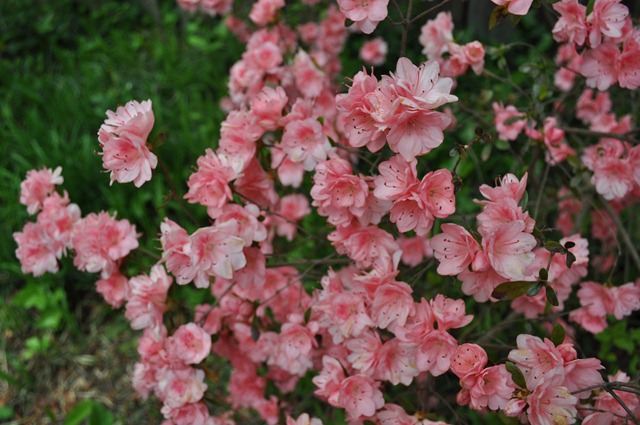 DSC_0634 DSC_0634