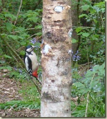woodpecker 2