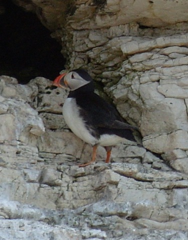 [Puffin cropped[2].jpg]