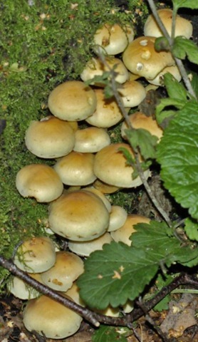 [fungus 20[2].jpg]