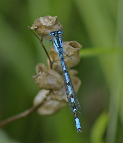 [blue damselfly[2].jpg]