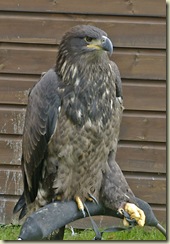 golden eagle