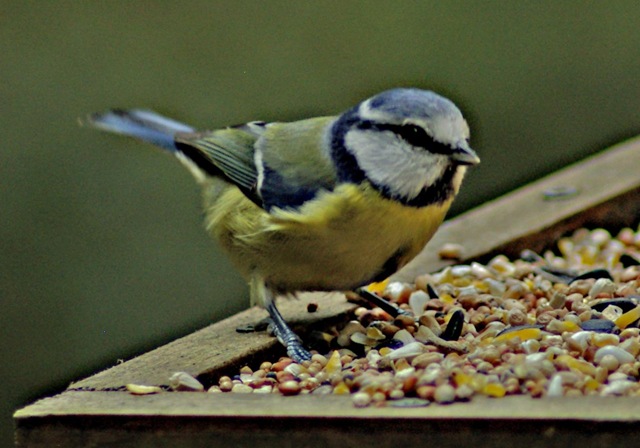 [blue tit[2].jpg]