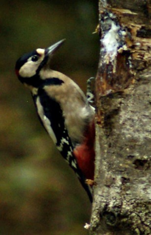 [woodpecker1[2].jpg]