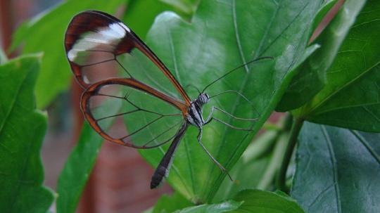 [800pxglasswingbutterfly_1[2].jpg]