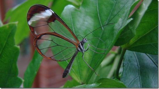 800pxglasswingbutterfly_1