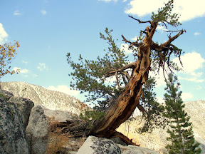 Bristlecone pine.JPG