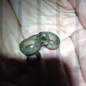 Dekay's brownsnake