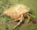  diving