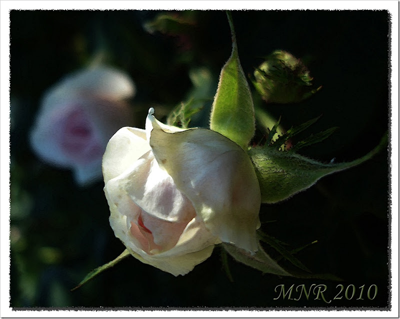 Rosenknopp