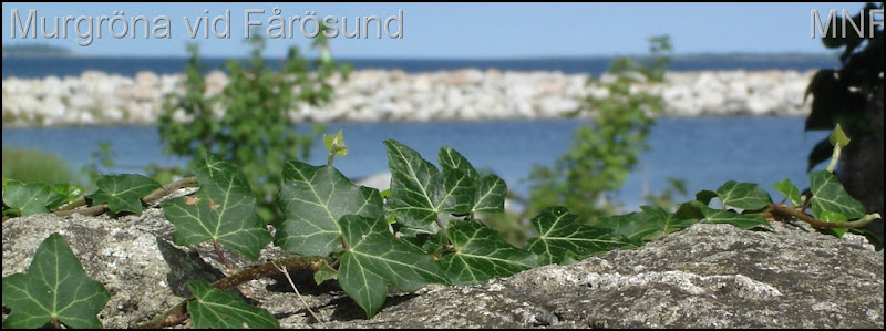 Murgröna på Fårö.