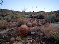 DSC02946.JPG Photo