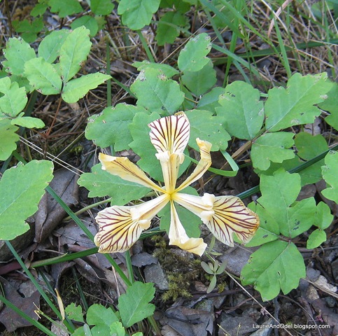 [Wild Yellow Iris 5-23-2009 2-45-57 PM[6].jpg]
