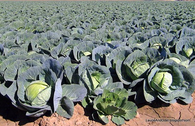 Cabbages