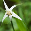 White-Topped Sedge