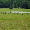 Cows