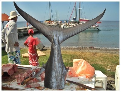 Marlin tail