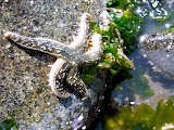 Starfish!