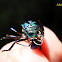 Molt Casing (Jewel Bug)