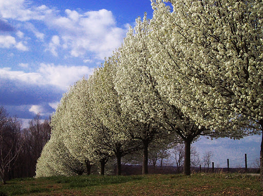 Pear Trees