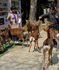 Feeding deer in Nara